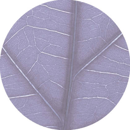 Grafische Darstellung von Blattadern in Kreisform – symbolisiert das Venensystem.