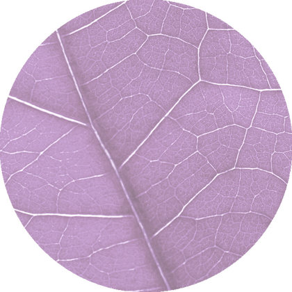 Grafische Darstellung von Blattadern in Kreisform – symbolisiert das Venensystem.